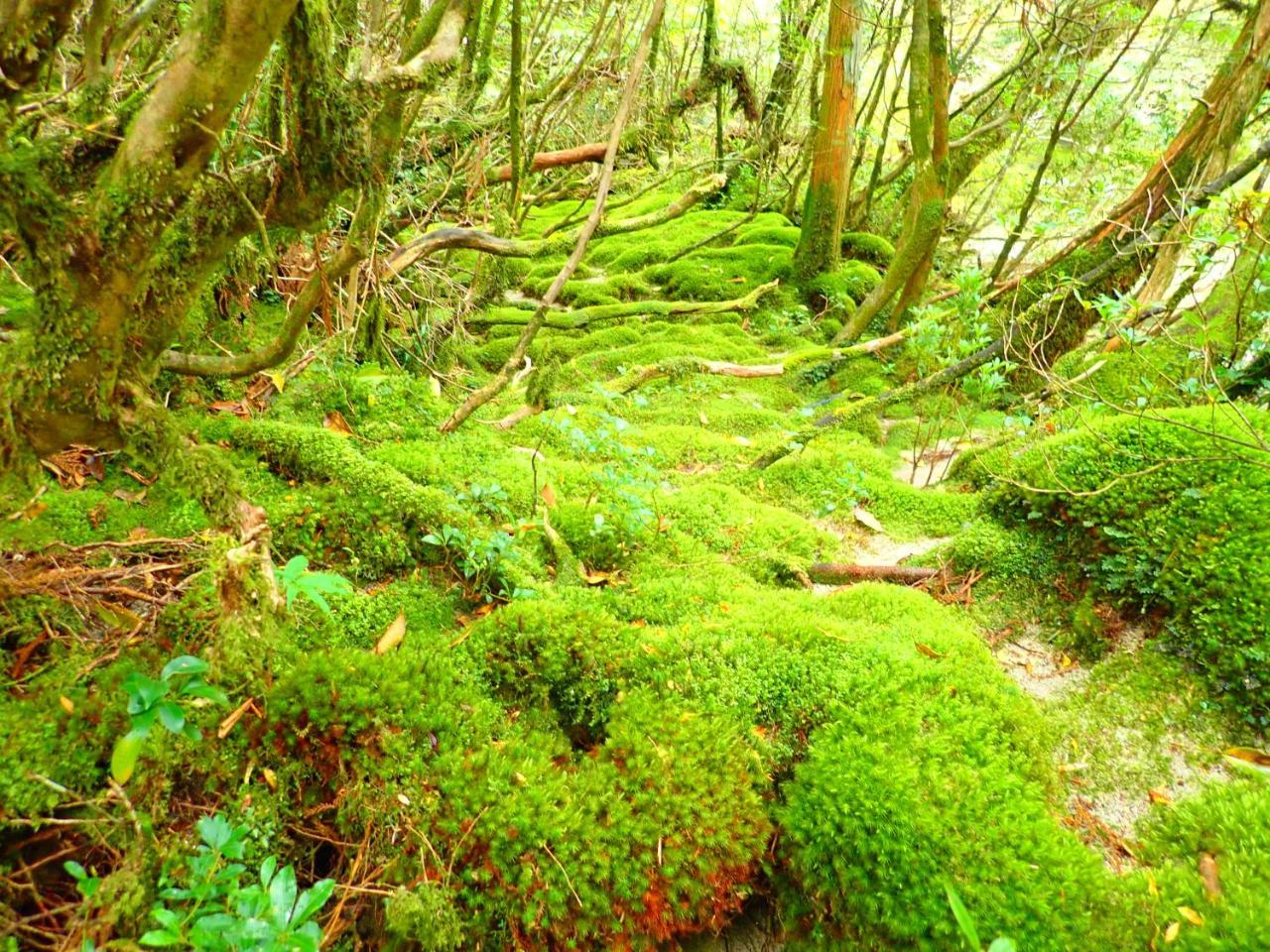 Yakushima Cottage Morino Fairy All Cotage With Open-Air Bath Exterior photo